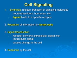 Cell Signaling
1. Synthesis, release, transport of signaling molecules
- neurotransmitters, hormones, etc
- ligand binds to a specific receptor
2. Reception of information by target cells
3. Signal transduction
- receptor converts extracellular signal into
intracellular signal
- causes change in the cell
4. Response by the cell
 