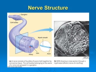 Nerve Structure
 