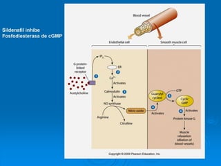 Sildenafil inhibe
Fosfodiesterasa de cGMP
 