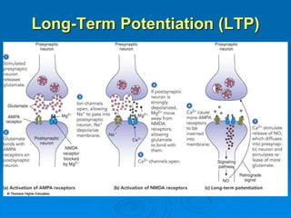 Long-Term Potentiation (LTP)
 