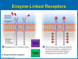 Enzyme-Linked Receptors
 