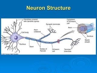 Neuron Structure
 