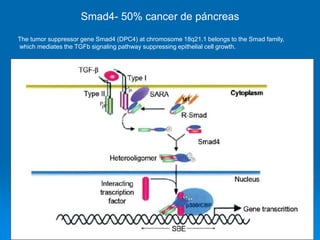 Smad4- 50% cancer de páncreas
Smad4- 50% cancer de páncreas
The tumor suppressor gene Smad4 (DPC4) at chromosome 18q21.1 belongs to the Smad family,
which mediates the TGFb signaling pathway suppressing epithelial cell growth.
 