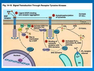 Cell signaling transduction mechanisms