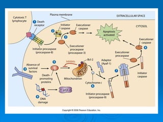 Cell signaling transduction mechanisms