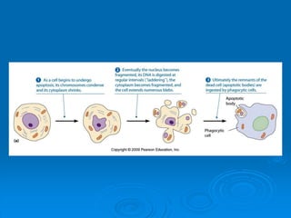Cell signaling transduction mechanisms