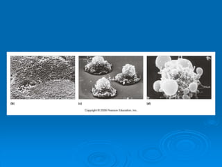 Cell signaling transduction mechanisms