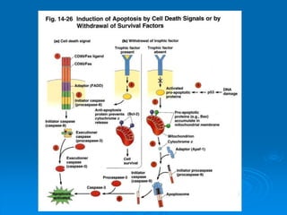 Cell signaling transduction mechanisms