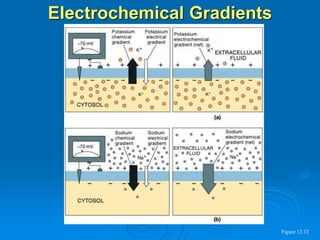 Electrochemical Gradients
Figure 12.12
 