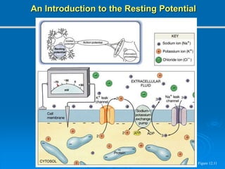 Figure 12.11
An Introduction to the Resting Potential
 