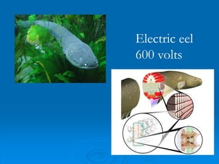 Electric eel
600 volts
 