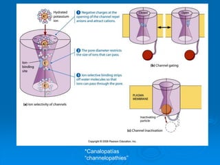 *Canalopatías
“channelopathies”
 