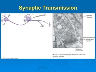 Synaptic Transmission
 