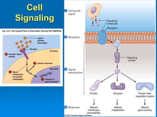 Cell
Signaling
 