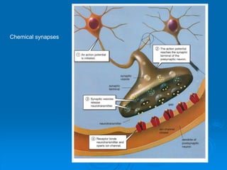 Chemical synapses
 