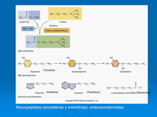 Neuropeptidos (encefalinas y endorfinas), endocannabinoides
(Glutamato)
(Tyrosina)
(Histidina) (Triptófano)
 