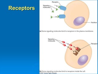 Receptors
 