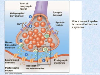Fig. 40-10b, p. 858
Axon of
presynaptic
neuron
Synaptic
terminal
Voltage-gated
Ca2+ channel 1
Ca2+
Synaptic
vesicle2
Neuro-
transmitter
molecule
3
4
Ligand-gated
channels
Postsynaptic
membrane
5
Postsynaptic
neuron
Receptor for
neurotransmitter
How a neural impulse
is transmitted across
a synapse.
 