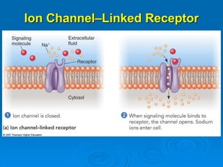 Ion Channel–Linked Receptor
 