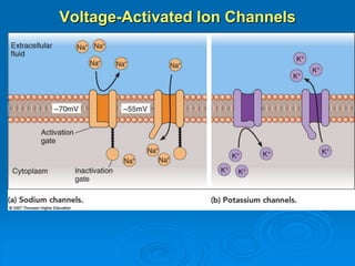 Voltage-Activated Ion Channels
 