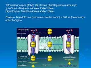 Tetradotoxina (pez globo), Saxitoxina (dinoflagelado marea roja)
y cocaína –bloquean canales sodio voltaje
Ciguatoxina– facilitan canales sodio voltaje
Zombis– Tetradotoxina (bloquean canales sodio) + Datura (campana) –
anticolinérgico.
 