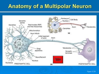 Figure 12.2b
Anatomy of a Multipolar Neuron
 