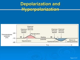 Figure 12.15
Depolarization and
Hyperpolarization
 