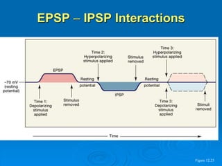 EPSP – IPSP Interactions
Figure 12.23
 