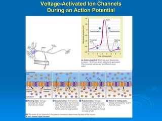 Voltage-Activated Ion Channels
During an Action Potential
 