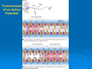 Transmission
of an Action
Potential
 