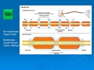 No-myelinadas
TypeC 2mph
Myelinadas
TypeB 40mph
TypeC 268mph
 