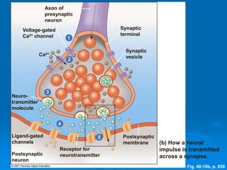 Fig. 40-10b, p. 858
Axon of
presynaptic
neuron
Synaptic
terminal
Voltage-gated
Ca2+ channel 1
Ca2+
Synaptic
vesicle2
Neuro-
transmitter
molecule
3
4
Ligand-gated
channels
Postsynaptic
membrane
5
Postsynaptic
neuron
Receptor for
neurotransmitter
(b) How a neural
impulse is transmitted
across a synapse.
 