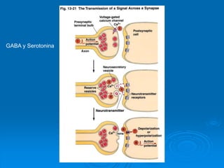 GABA y Serotonina
 