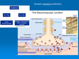 Receptor nicotínico Acetilcolina
 