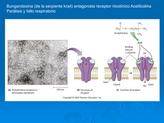 Bungarotoxina (de la serpiente krait) antagonista receptor nicotínico Acetilcolina
Parálisis y fallo respiratorio
 