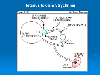 Tetanus toxin & Strychnine
 