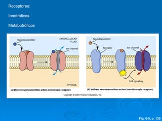 Fig. 6-5, p. 139
Receptores:
Ionotróficos
Metabotróficos
 