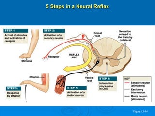 Figure 13–14
5 Steps in a Neural Reflex
 