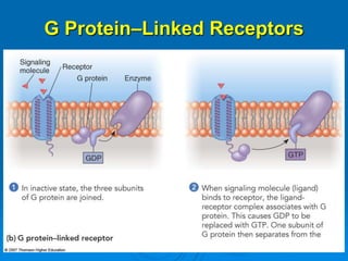 G Protein–Linked Receptors
 