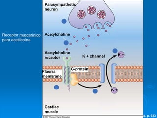 Fig. 43-13a, p. 933
1
2
5
3
4
Parasympathetic
neuron
Acetylcholine
Acetylcholine
receptor K + channel K +
Plasma
membrane
G-protein
K +
Cardiac
muscle
Receptor muscarínico
para acetilcolina
 