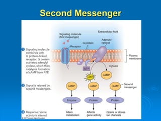Second Messenger
 