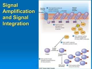 Signal
Amplification
and Signal
Integration
 