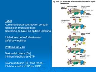 cAMP
Aumenta fuerza contracción corazón
Relajación músculos lisos
Secresión de NaCl en epitelio intestinal
Inhibidores de fosfodiesterasa:
cafeína y teofilina
Proteína Gs y Gi
Toxina del cólera (Gs)
Inhiben hidrólisis de GTP
Toxina pertussis (Gi) (Tos ferina)
Inhiben sustituir GTP por GDP
 