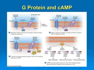 G Protein and cAMP
 