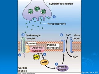 Fig. 43-13b, p. 933
Sympathetic neuron
1
Norepinephrine
-adrenergic
receptor
Gate
open
G protein
Plasma
membrane
2 6 Ca2+
Adenylyl
cyclase
4
ATP Ca2+
3
cAMP
5
Cardiac
muscle
Protein
Kinase
 
