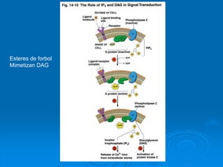 Esteres de forbol
Mimetizan DAG
 
