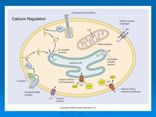 Calcium Regulation
 