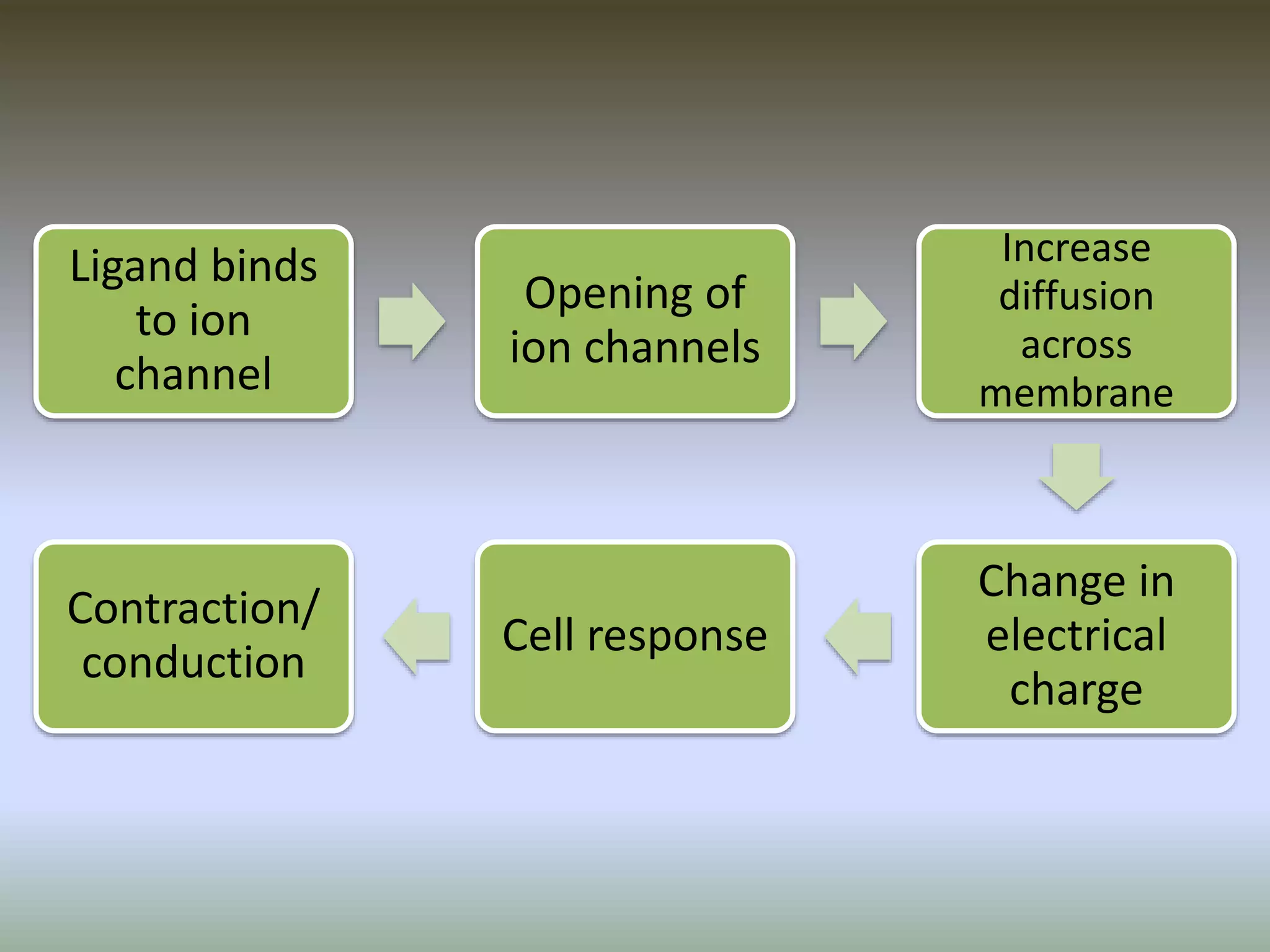 Ligand binds
to ion
channel
Opening of
ion channels
Increase
diffusion
across
membrane
Change in
electrical
charge
Cell response
Contraction/
conduction
 