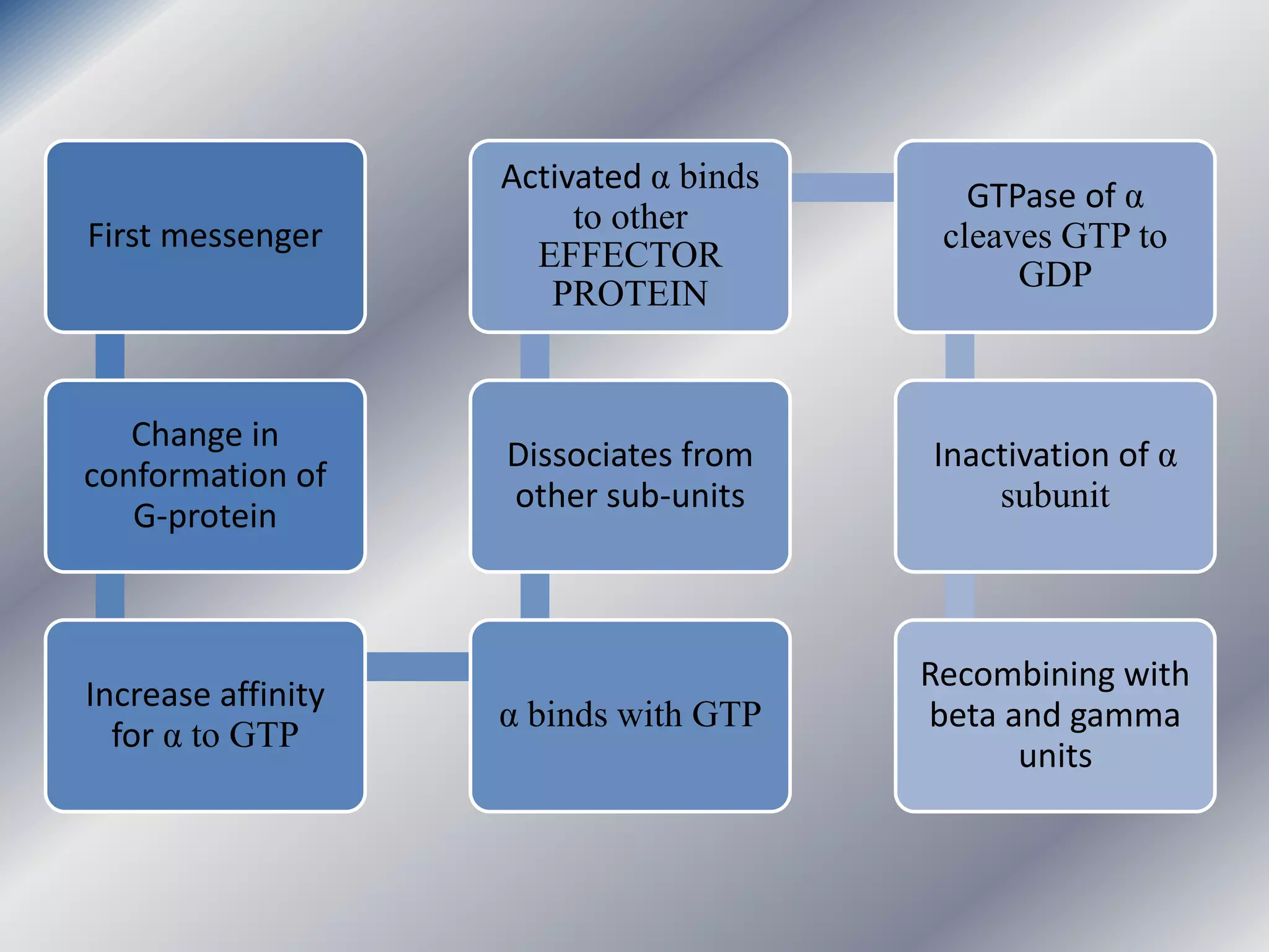 First messenger
Change in
conformation of
G-protein
Increase affinity
for α to GTP
α binds with GTP
Dissociates from
other sub-units
Activated α binds
to other
EFFECTOR
PROTEIN
GTPase of α
cleaves GTP to
GDP
Inactivation of α
subunit
Recombining with
beta and gamma
units
 