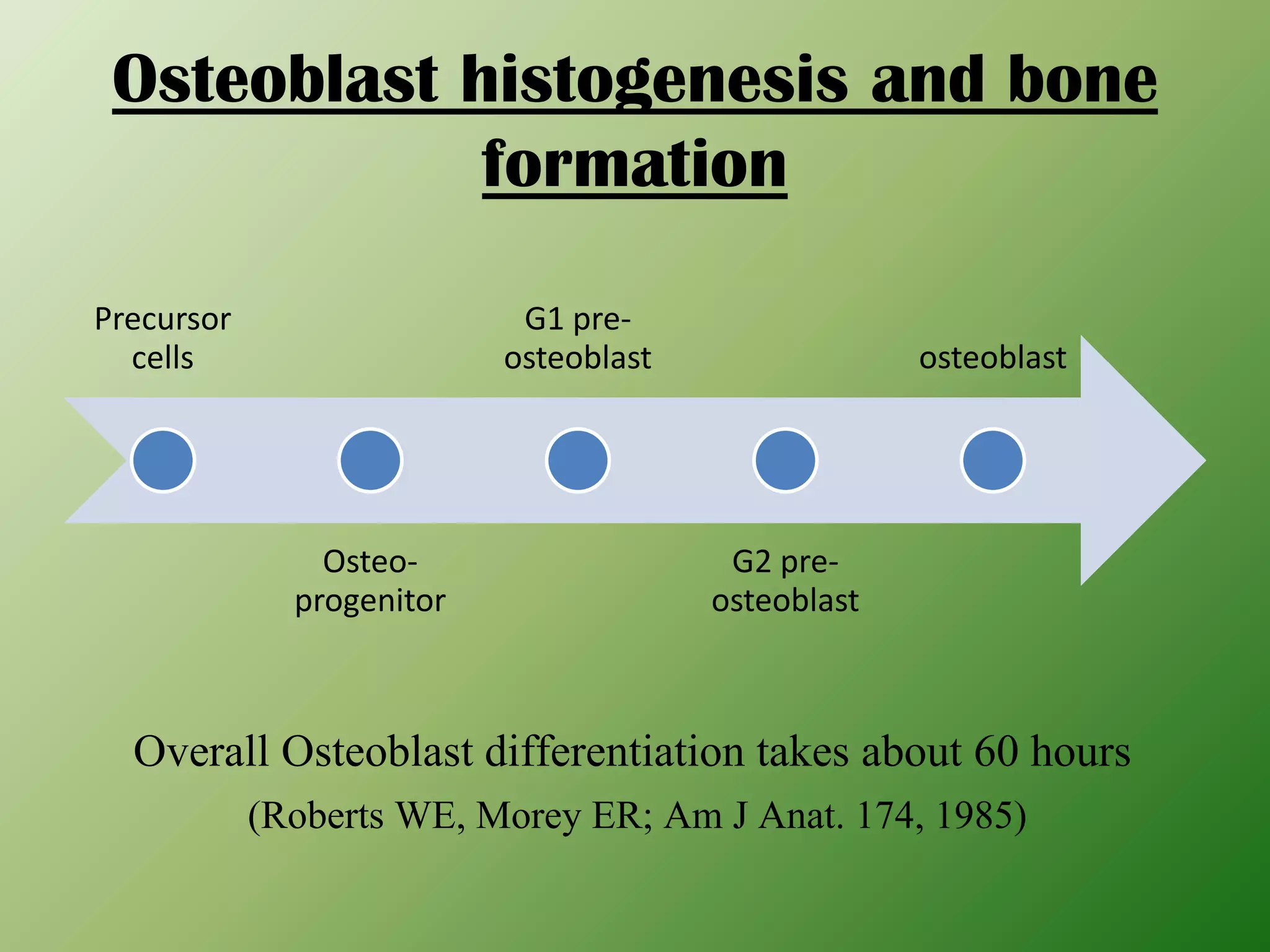 Osteoblast histogenesis and bone
formation
Precursor
cells
Osteo-
progenitor
G1 pre-
osteoblast
G2 pre-
osteoblast
osteoblast
Overall Osteoblast differentiation takes about 60 hours
(Roberts WE, Morey ER; Am J Anat. 174, 1985)
 